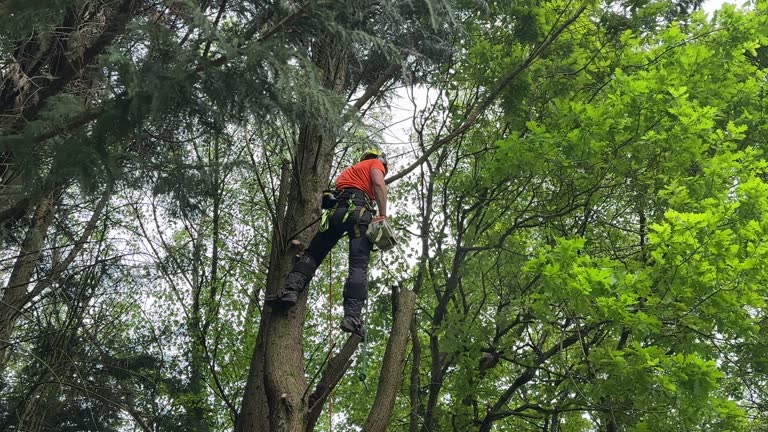 How Our Tree Care Process Works  in  Hopewell, TN